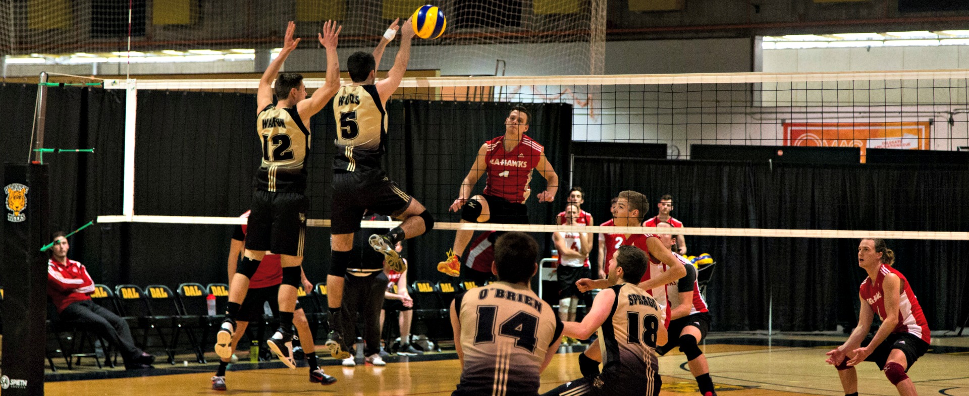 Hawks Look to Tame Tigers